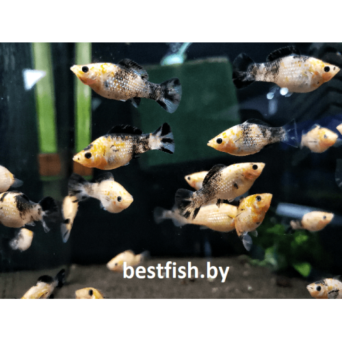 Моллинезия велифера