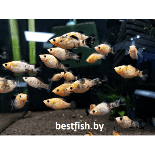 Моллинезия велифера