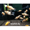 Моллинезия велифера