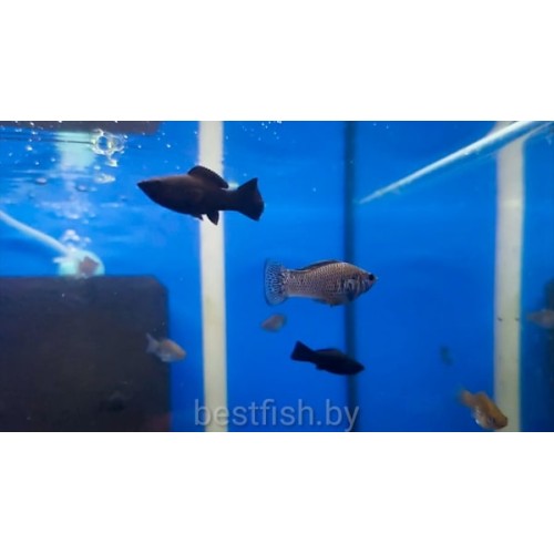 Моллинезия велифера Нигра