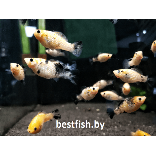 Моллинезия велифера