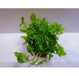Гигрофила деморфная