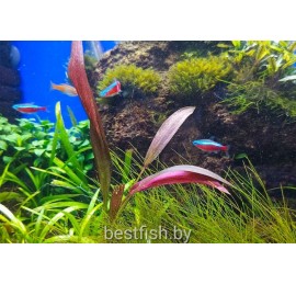 Эхинодорус Баклажан
