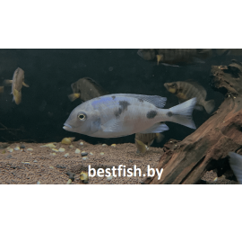 Голубой дельфин