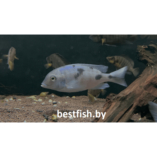 Голубой дельфин