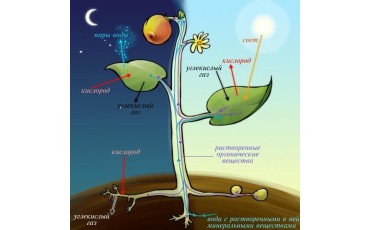 CO2 в аквариуме: для чего и как