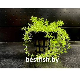Микрантемум Микрантемоидес