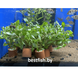 Людвигия инклината Куба