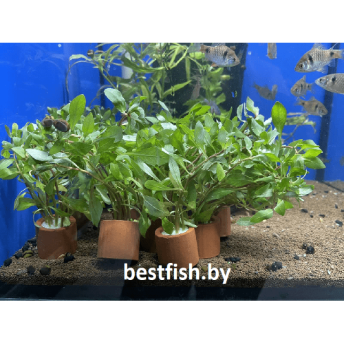 Людвигия инклината Куба