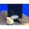 Лампрологус мультифасциатус