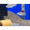 Лампрологус мультифасциатус