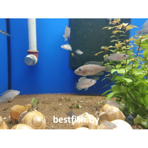 Лампрологус мультифасциатус