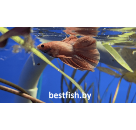 Петушок двухвостый