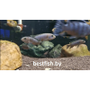 Псевдотрофеус чевери