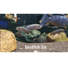 Псевдотрофеус чевери