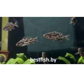 Нимбохромис ливингстона
