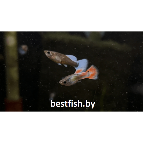 Гуппи Санта-Клаус