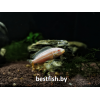 Меланохромис ауратус альбинос