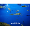 Барбус Денисони