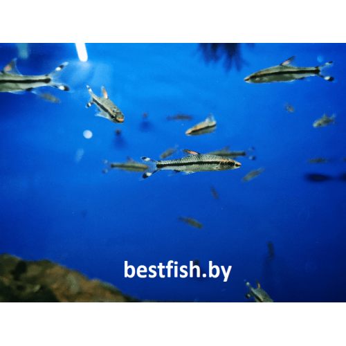 Барбус Денисони