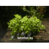 Лимнофила Мини Вьетнам