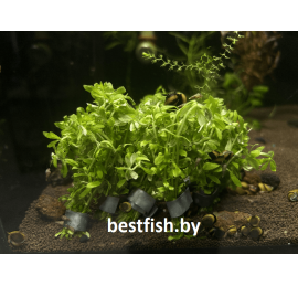 Лимнофила Мини Вьетнам