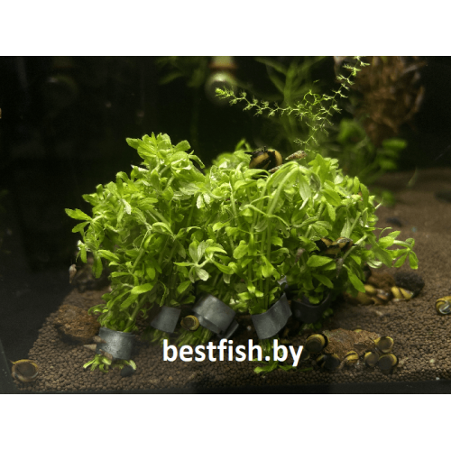 Лимнофила Мини Вьетнам