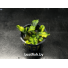Буцефаландра Green Wavy