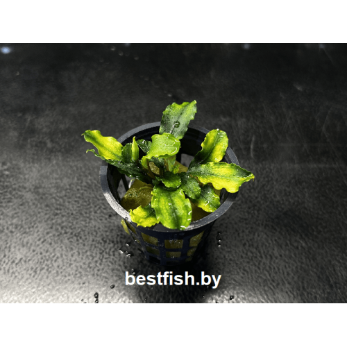 Буцефаландра Green Wavy