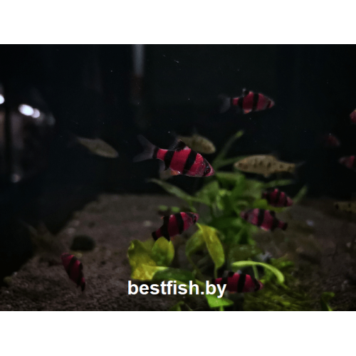Барбус суматранский фиолетовый GloFish