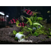 Барбус суматранский фиолетовый GloFish