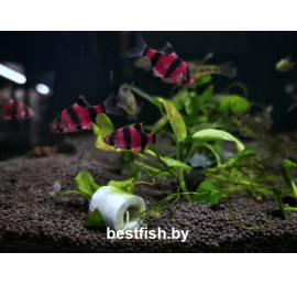 Барбус суматранский фиолетовый GloFish