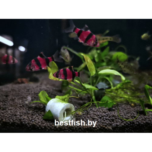 Барбус суматранский фиолетовый GloFish