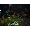 Барбус суматранский фиолетовый GloFish