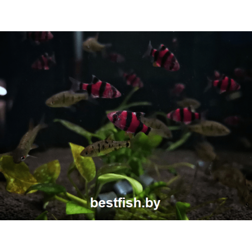 Барбус суматранский фиолетовый GloFish