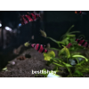Барбус суматранский фиолетовый GloFish