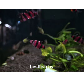 Барбус суматранский фиолетовый GloFish