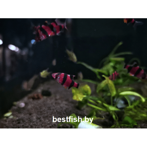 Барбус суматранский фиолетовый GloFish