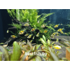 Барбус суматранский желтый GloFish
