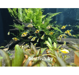 Барбус суматранский желтый GloFish