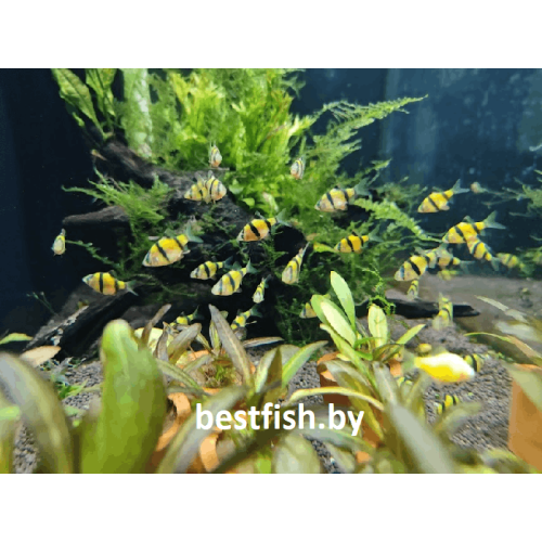Барбус суматранский желтый GloFish