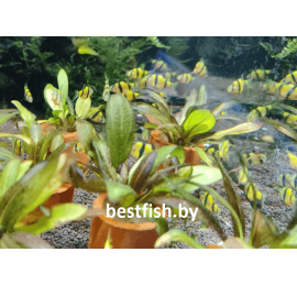 Барбус суматранский желтый GloFish