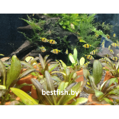Барбус суматранский желтый GloFish