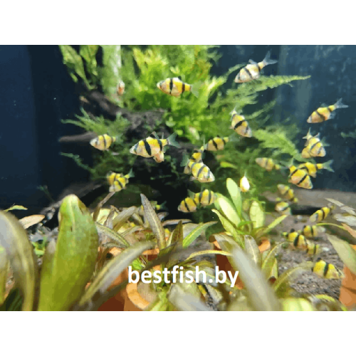 Барбус суматранский желтый GloFish