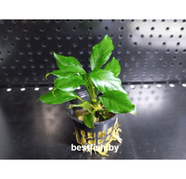 Анубиас Разнолистный