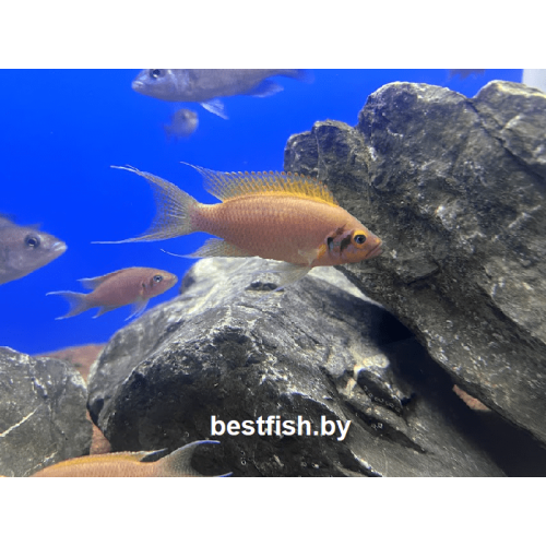 Принцесса даффодил
