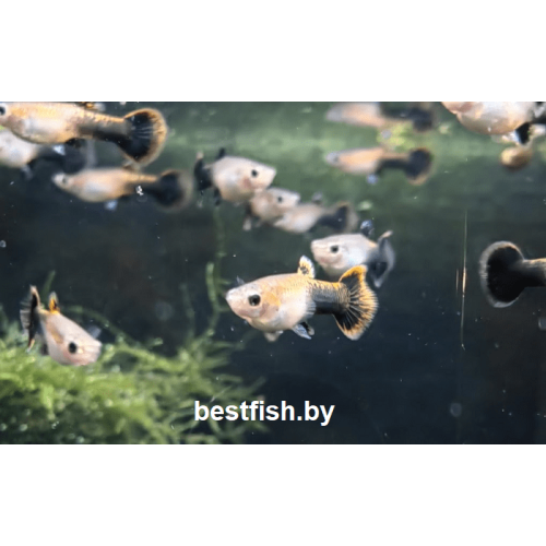 Гуппи Вельвет