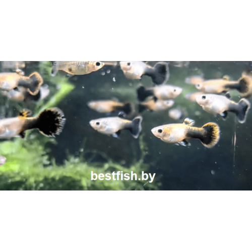 Гуппи Вельвет
