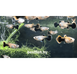 Гуппи Вельвет