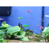 Пристелла GloFish зелёная